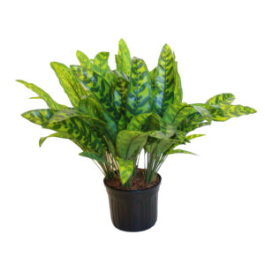 Green Aglaonema Plant