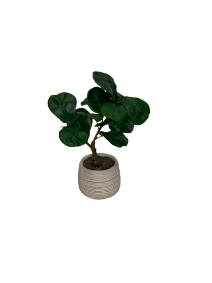 14" Potted Fiddle Leaf Plant