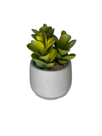 6"H Succulent in Cement Pot
