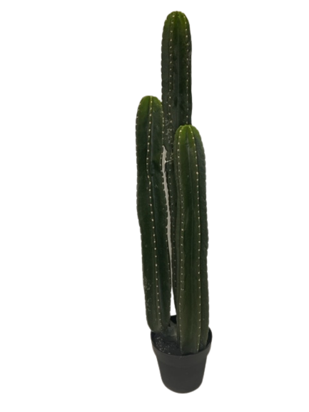 Potted San Pedro Cactus