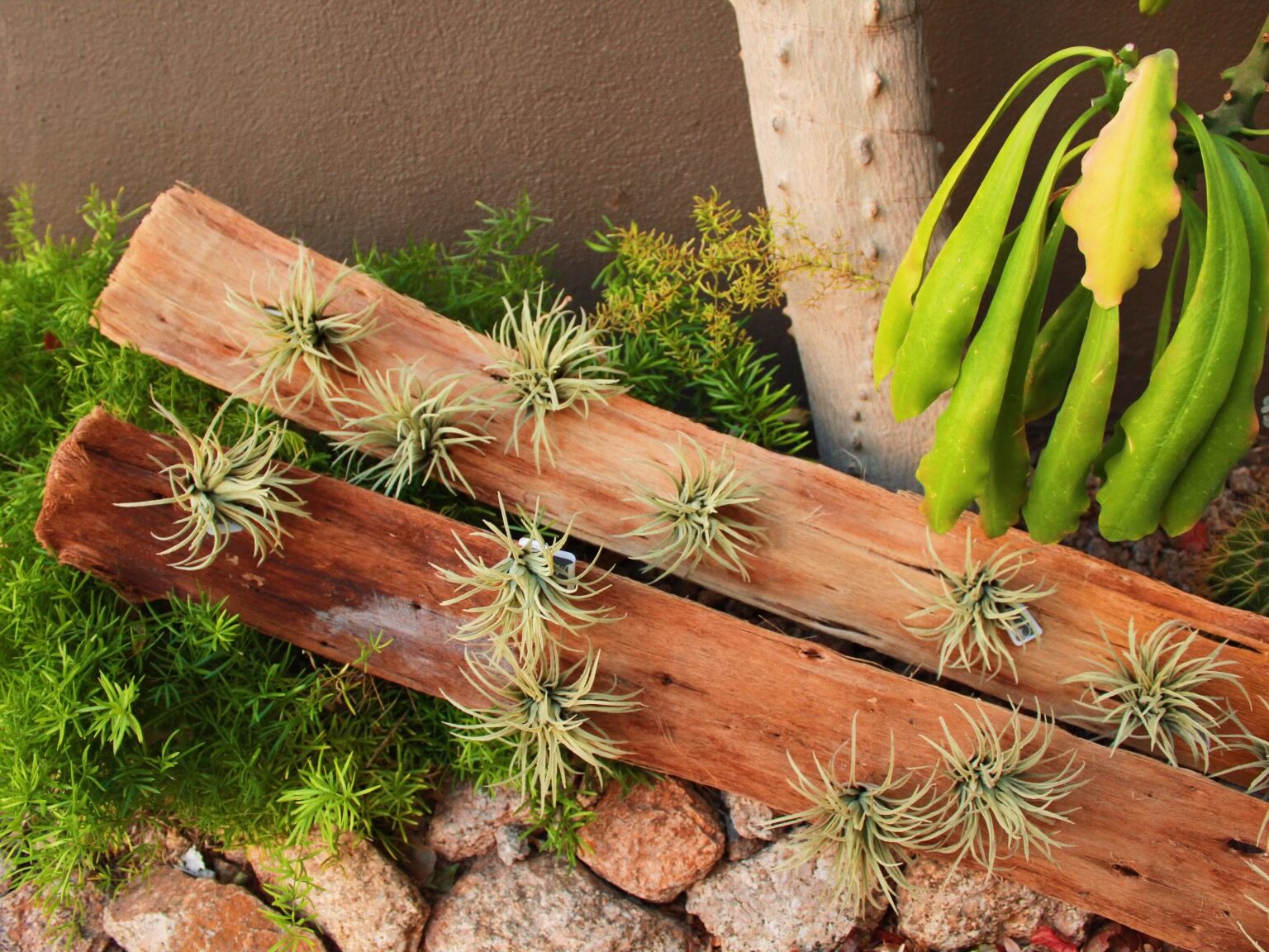 10 Super Fun Ways to Display Succulents In Your Contemporary Home!