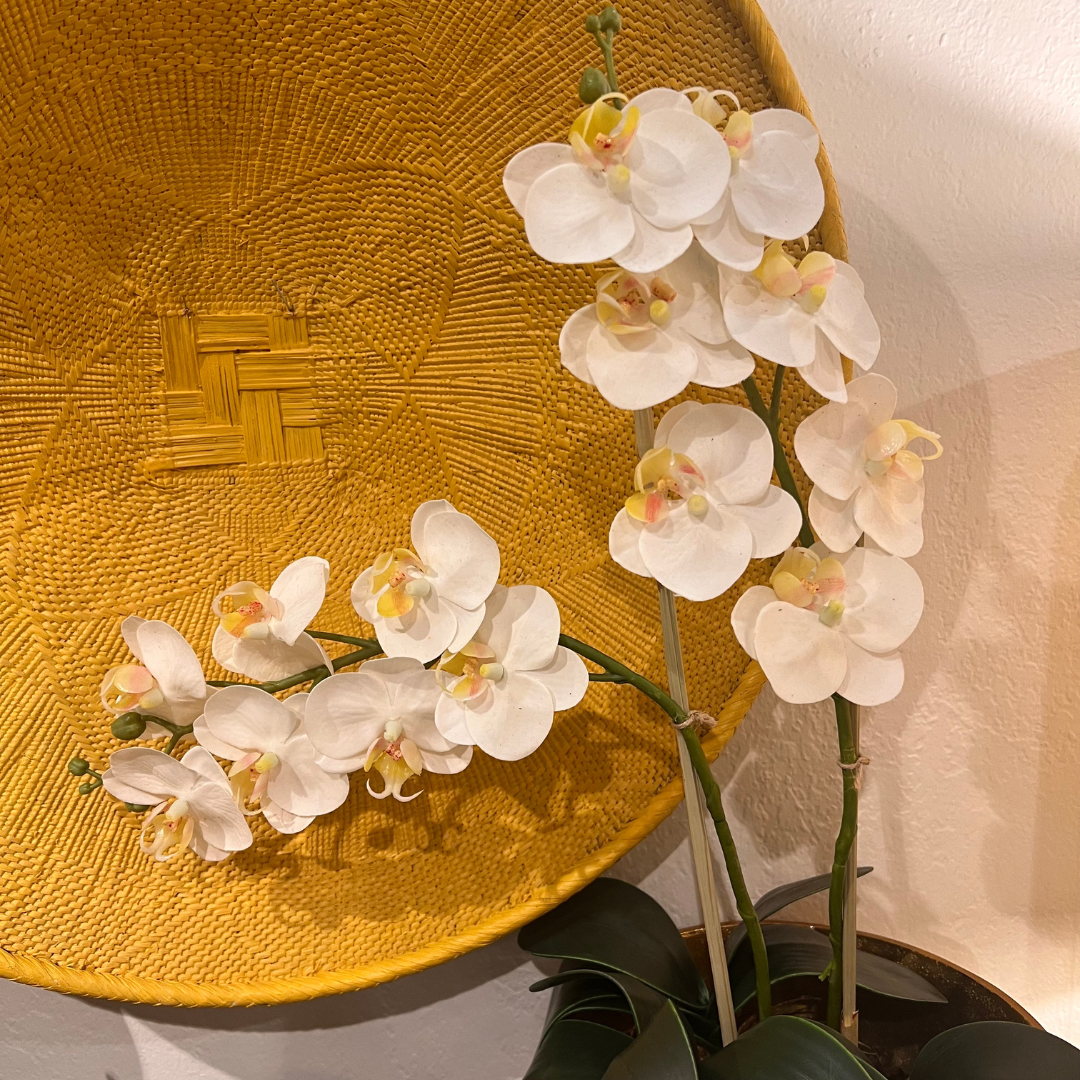 Orchid Benefits in Interior Design: Elevating Elegance and Serenity